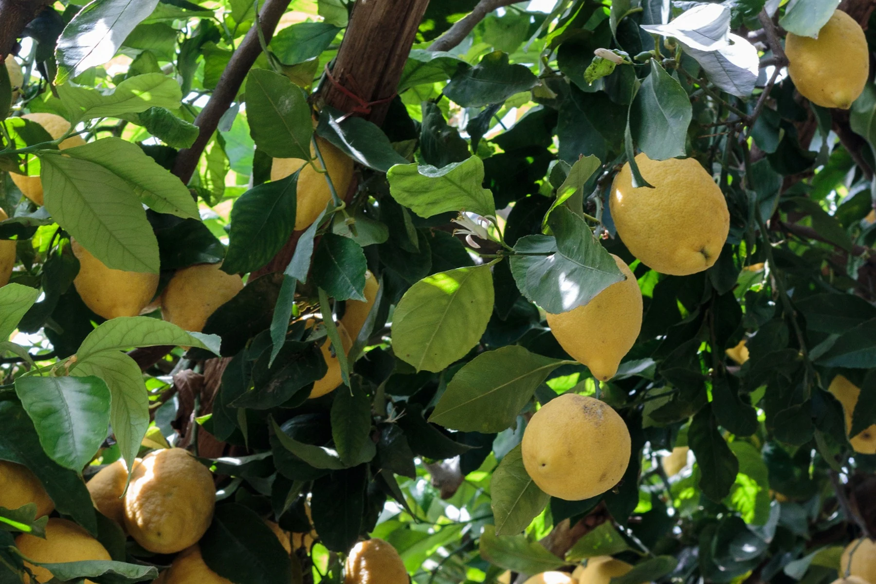 Le Formichelle e il Sentiero dei Limoni