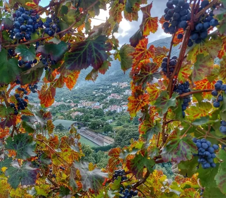 I filari sui terrazzamenti sopra la valle di Tramonti